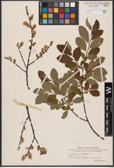 Foto von Salix aurita L. x Salix myrtilloides L.